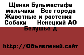 Щенки Бульмастифа мальчики - Все города Животные и растения » Собаки   . Ненецкий АО,Белушье д.